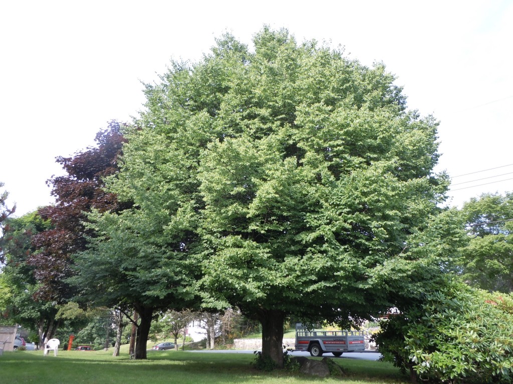 Before pruning Linden - Solid Tree Care