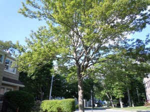 After the Maple tree has been pruned and thinned.