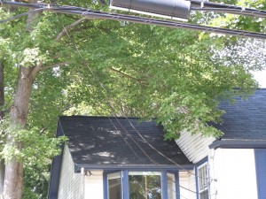 This is the before picture of a large maple tree over hanging a house and power lines,