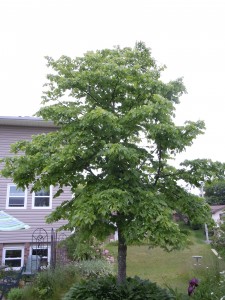 This tree needs to be thinned out to allow for more sunlight and to balance the tree.